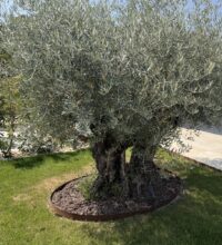Olivenbaum