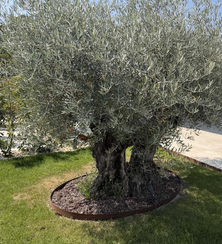 Olivenbaum